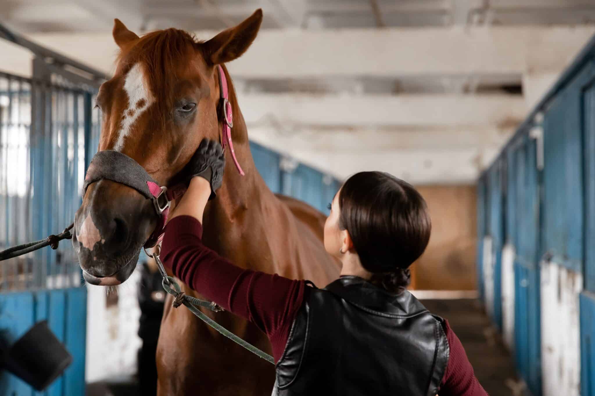 A person looks at the condition of a horse