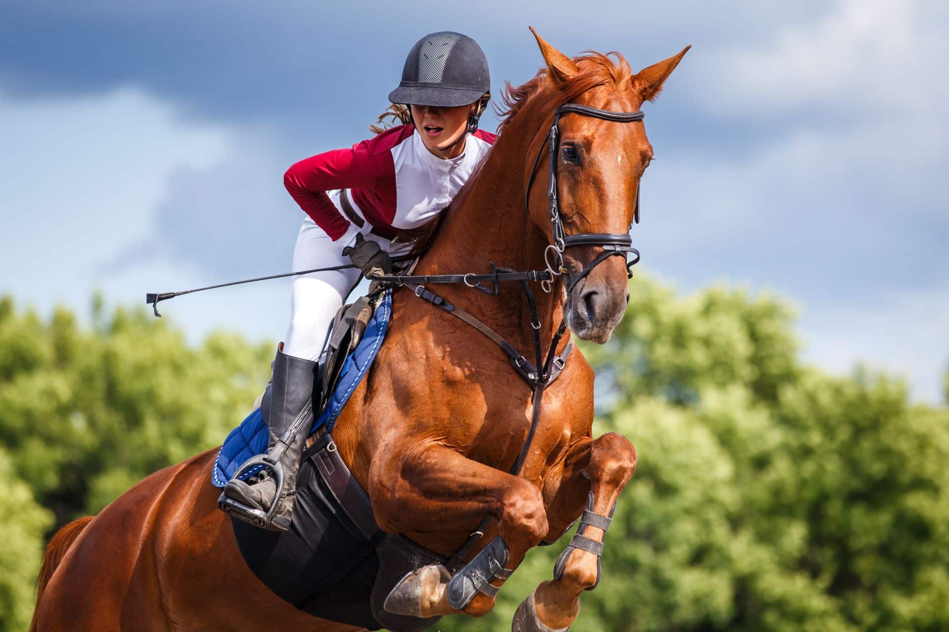 jumping horses for sale shown through a rider on a chestnut horse taking off over an outdoor obstacle during a jumping round