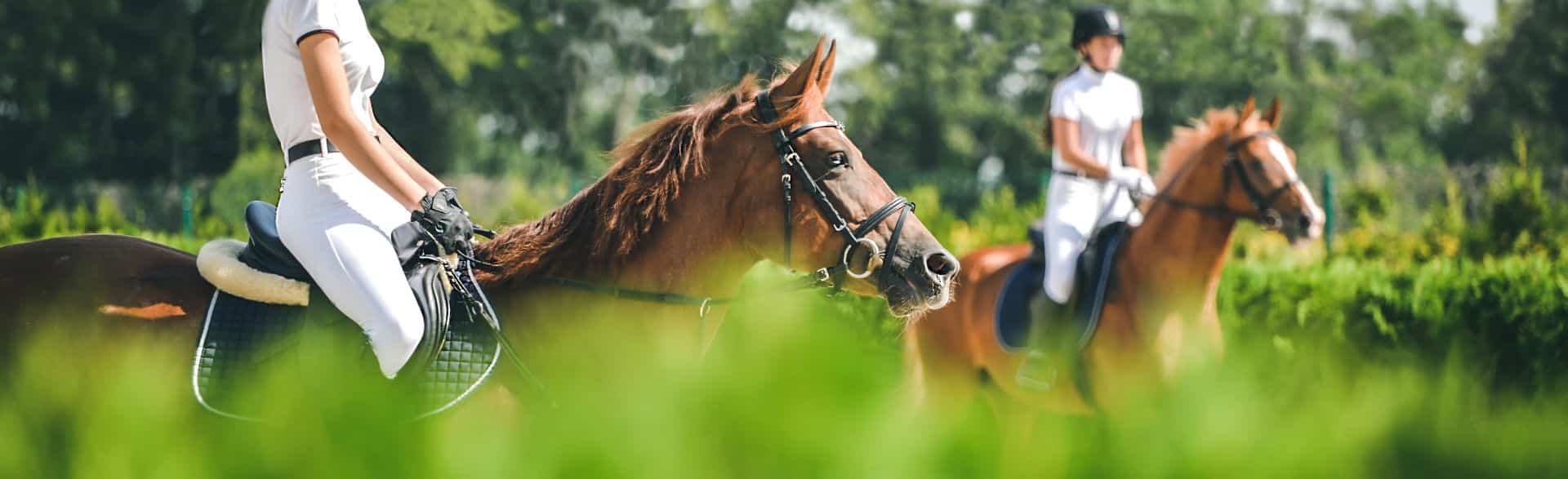 jumping horses for sale illustrated by riders on chestnut horses moving calmly in an outdoor training area with greenery in the background